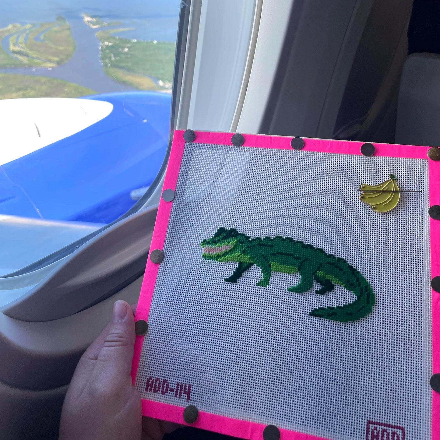 Alligator